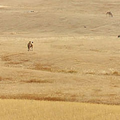 photo "Desert Panorama"