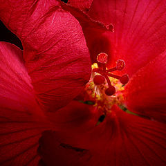 photo "Hibiscus"