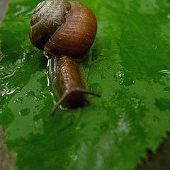 photo "snail"
