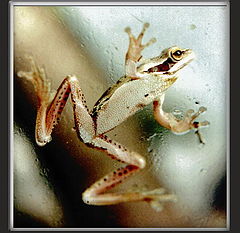 фото "Tree Frog"