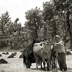 photo "The Old Farmer again"