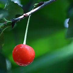 фото "The first Cherry of the year"