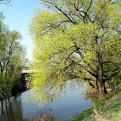 фото "Весенний цвет"