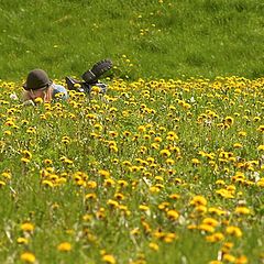 photo "Has hidden in dandelions"