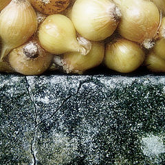фото "seed-time"