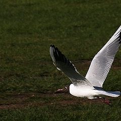 photo "Sea Gull"