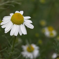 photo "Camomile"