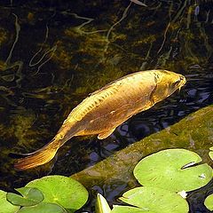 photo "Gold Fish"