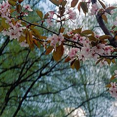 photo "Sakura"