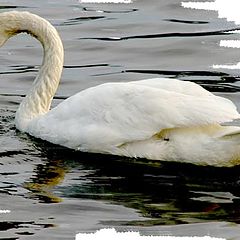 photo "The Swan"