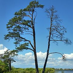 фото "Живое и мертвое."