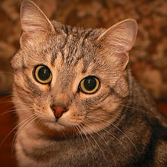 photo "Cat in brown"