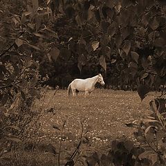 photo "Horse my white....."