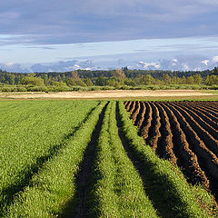 фото "borderlines ..."