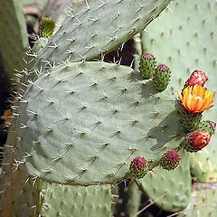 photo "Flowering of a cactus"