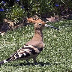 фото "Hoopoe"