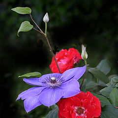 фото "Red and Blue"