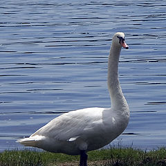 photo "Swan"