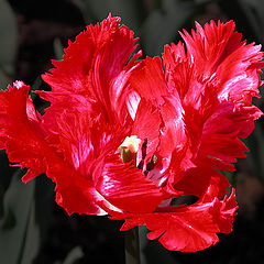фото "Холодный огонь махрового тюльпана"
