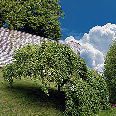 фото "Перед дождем"