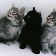 photo "pussy cats"