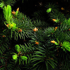 photo "fir-twigs"