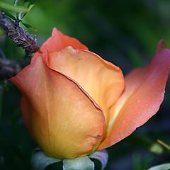 фото "Portuguese Rose"