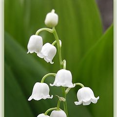 photo "Lily of the valley"