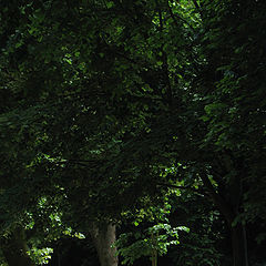 photo "Under the Trees"