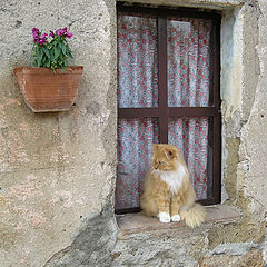 photo "The cat on window sits:)))"