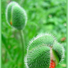 photo "Green & Red"