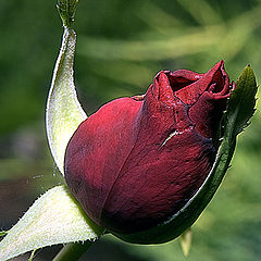 фото "A Simple Rose"