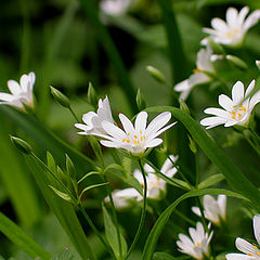 photo "White dance"