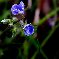 фото "Tiny blue beauties"