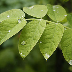 photo "Leaflet and drops"