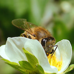 фото "Обалденные пчелы или к разговору о глубине... - IV"