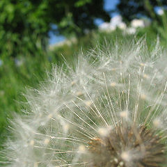 photo "sitting on the dandelion"