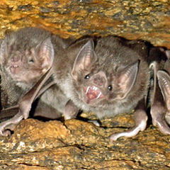 фото "Hungry Bats"