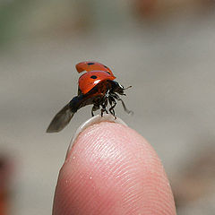 фото "LadyBird"