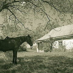 photo "About the house and a horse"