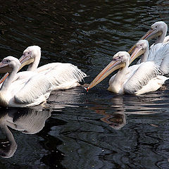 photo "Large family"