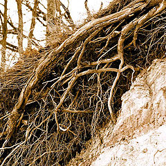 фото "Roots..."