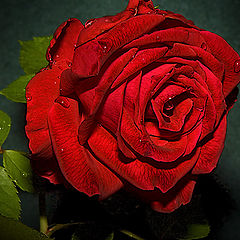 photo "The Rose"