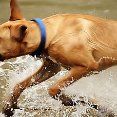 photo "Splash"