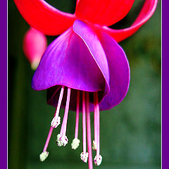 photo "About a pestle and stamens"