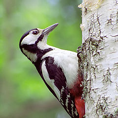 photo "Woodpecker"