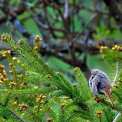 photo "Morning procedures"