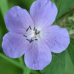 photo "Pestles of a stamen"