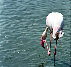 photo "The thinker"