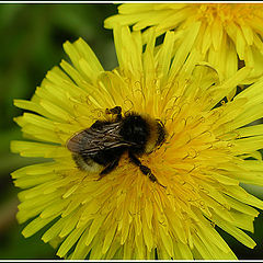 photo "Good appetite"